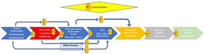 Beyond brain injury biomarkers: chemoattractants and circulating progenitor cells as biomarkers of endogenous rehabilitation effort in preterm neonates with encephalopathy